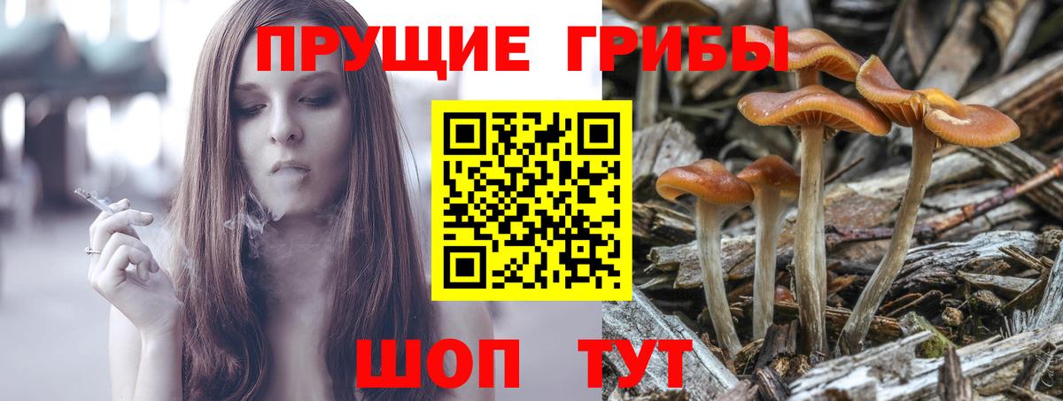 Галлюциногенные грибы Psilocybe  Вход с VPN  как найти   Галлюциногенные грибы мицелий  Балаково 